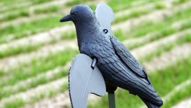 Balabán MOJO Crow - Corneille