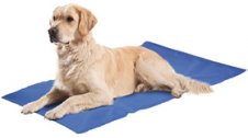 Accessoires pour chiens