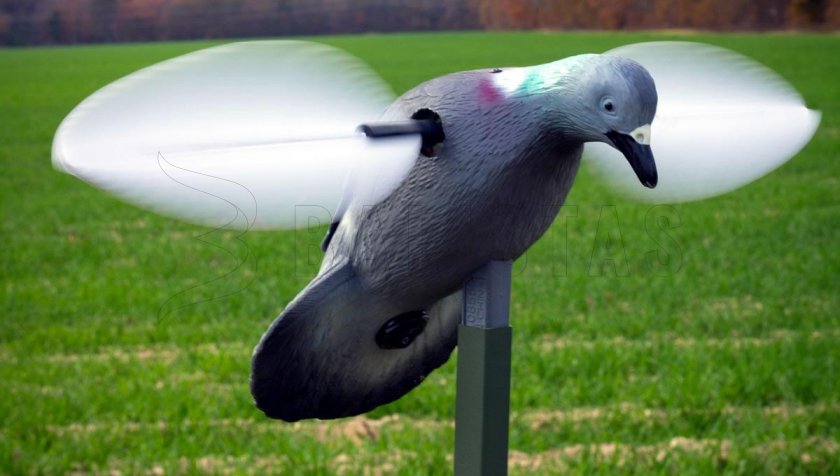 Balabán MOJO Pigeon - Pigeon
