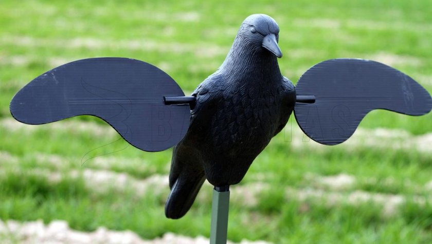 Balabán MOJO Crow - Corneille