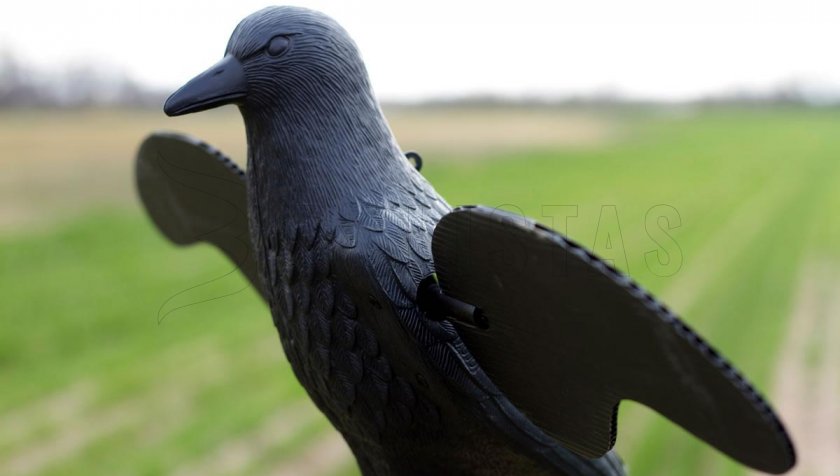 Balabán MOJO Crow - Corneille