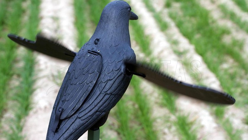 Balabán MOJO Crow - Corneille
