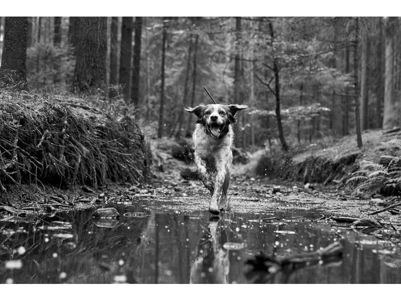 Traceur GPS Dogtrace DOG GPS X30T